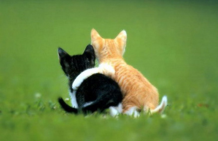 Акция Pets Friendly