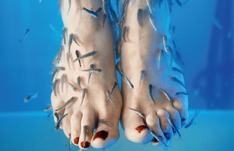 Dr Fish