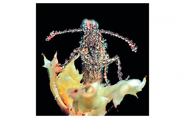 Gang Gang Dance «Eye Contact»