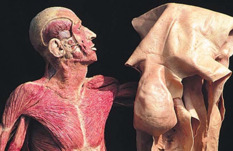 "The Human Body: Увидеть, чтобы понять"