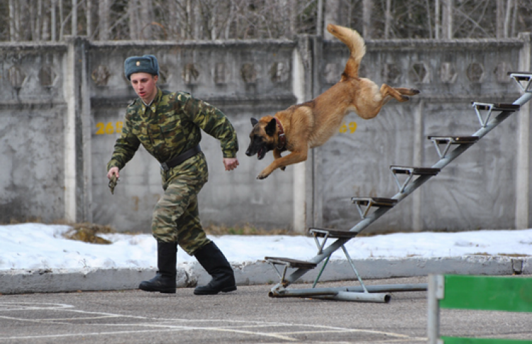 Экскурсия в кинологический питомник