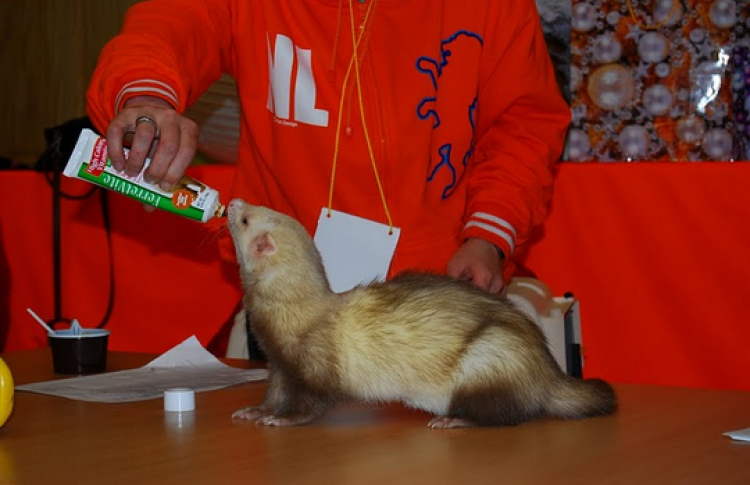 Зимняя Ника
