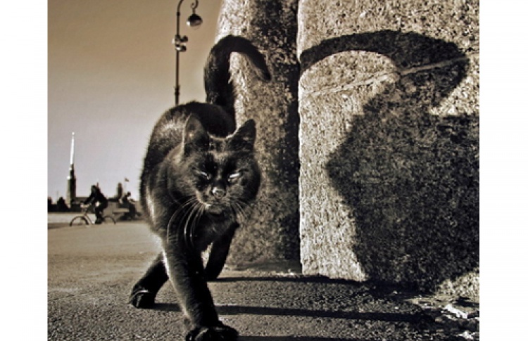 Котомания-2012