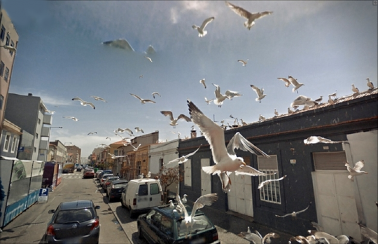 Джон Рафман «9 глаз Google street view»