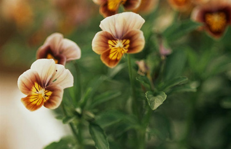 Цветы/Flowers-IPM-2013
