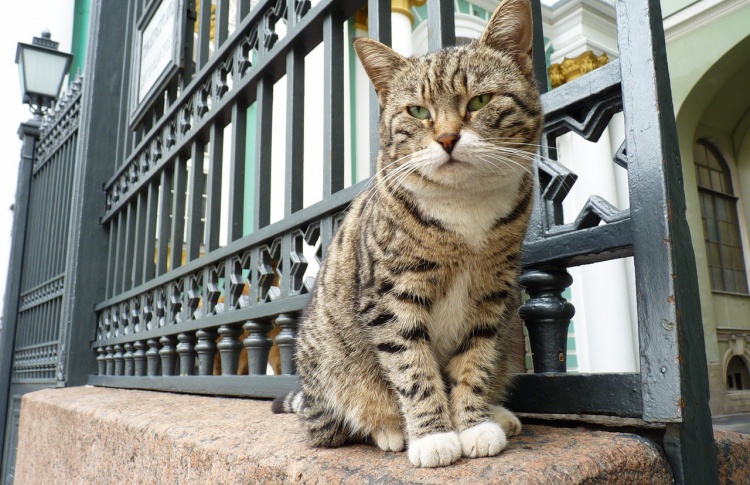 День эрмитажного кота
