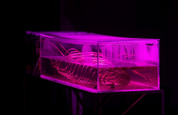 Urban fauna lab. «Городская сауна»