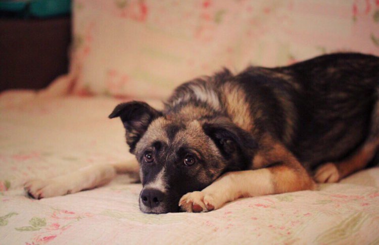 250 кошек и собак из приютов приедут на городской фестиваль PURINA® «Друг для друга»