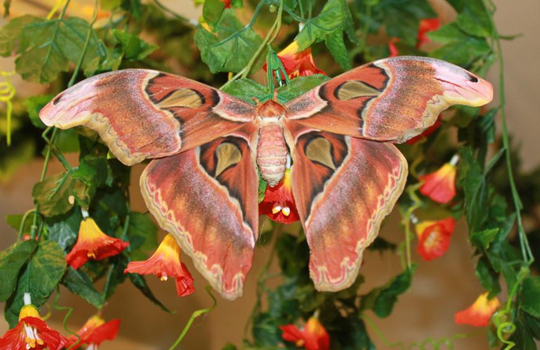 Музей живых бабочек тропический рай фото
