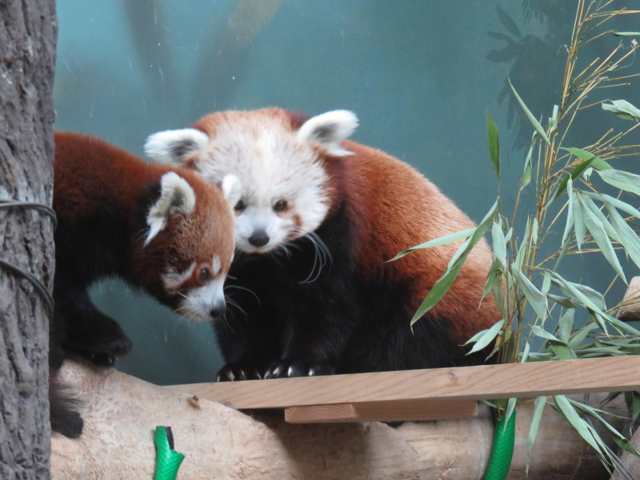 Фото панда и красная панда
