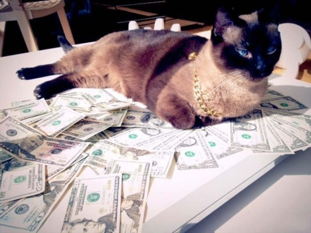 Casino cat official money cat fun. Денежный котик. Котик с деньгами. Крутые коты. Богатый кот.