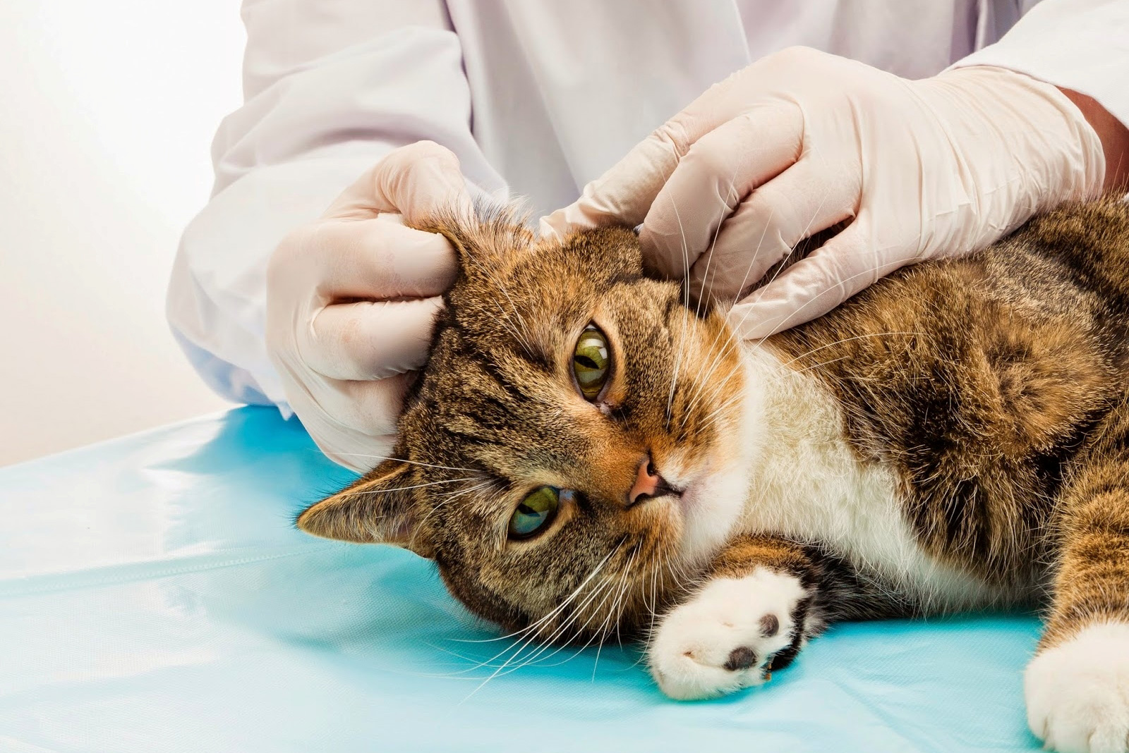 Чистка ушей кошек в ветеринарной клинике цена