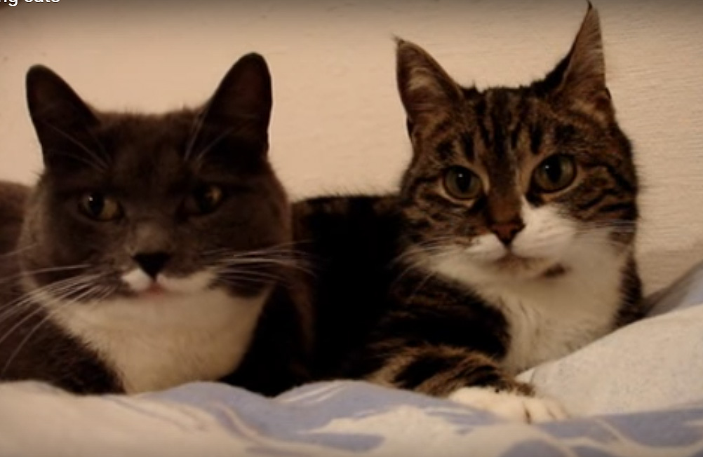 10 видео с котами, которые набрали больше всего просмотров на YouTube