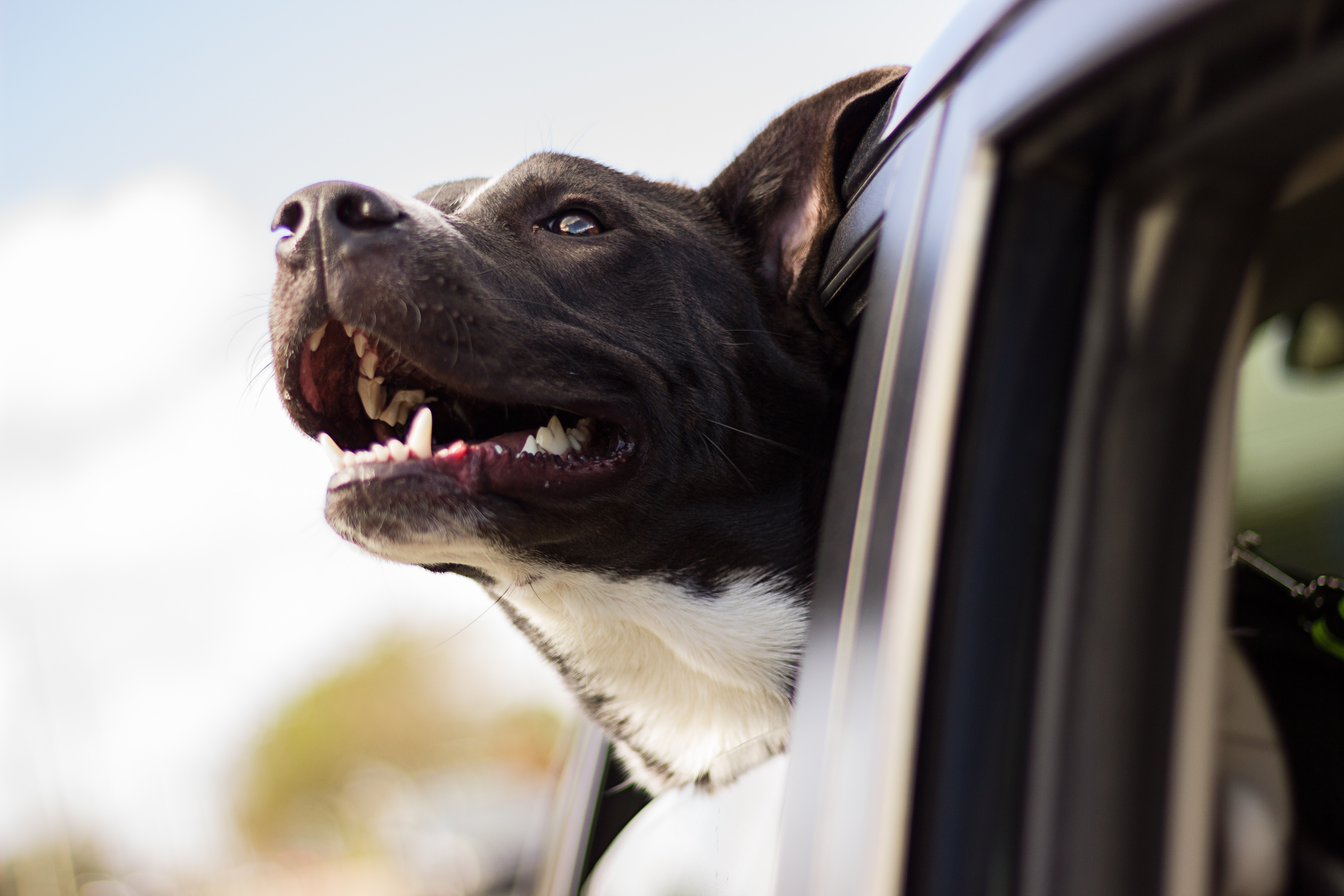 Cars dogs. Собака выглядывает из машины. Собака в машине. Морда автомобиля. Собака выглядывает из окна машины.