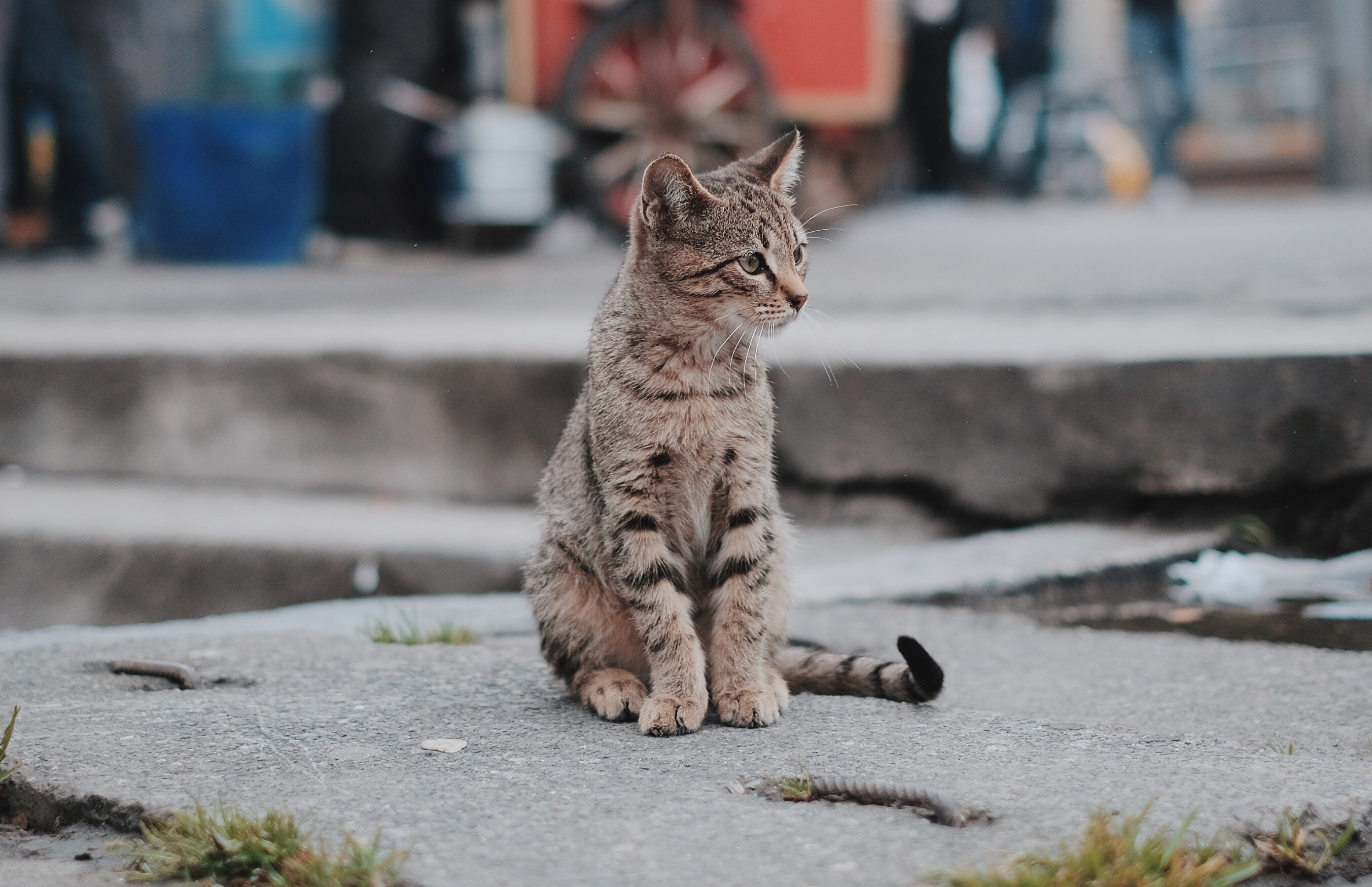 Кот на улице