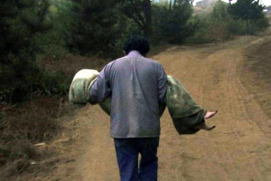 Год тигра