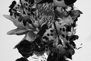 Mujuice. Metamorphosis