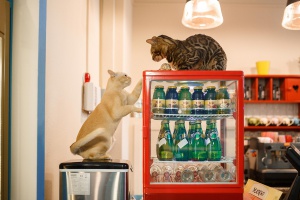 Котомания