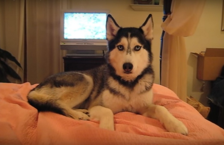 10 лучших видео с собаками