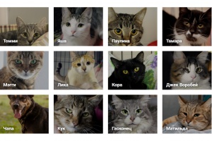 Новый сервис Time Out Pets по поиску хозяев для собак и кошек  