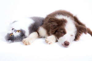 Как физиологически отличаются кошки от собак