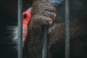 Онлайн-браконьерство: в Китае борются с продажей диких зверей через мессенджеры