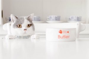 11 кормушек на любой вкус и цвет