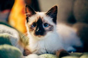 4 октября отмечается Всемирный день защиты животных