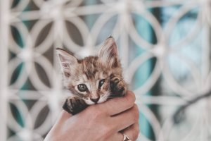 Выставка приютских кошек «Доброкот» в котокафе Catstory