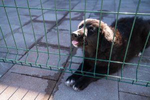 Благотворительная выставка кошек и собак из приютов «Юна-Фест» пройдет на «Винзаводе»