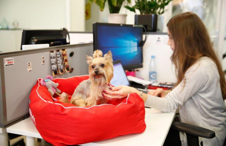 «Домашние животные на рабочем месте»: PURINA призывает компании открывать двери своих офисов для собак