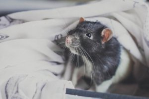 Эксперт по этикету: дарить крыс на Новый год неприлично