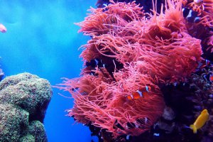 [ comfort zone ] представил новое поколение солнцезащитных средств с фильтрами, безопасными для экосистемы коралловых рифов